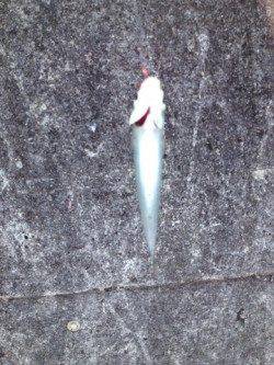 垂水漁港　ウキ釣りでサヨリ30匹　他アジ・イワシも