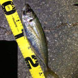 田辺エリア、渋い釣行となりましたが何とか本命の尺アジGET