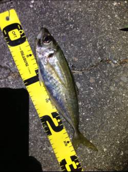 田辺エリア、渋い釣行となりましたが何とか本…