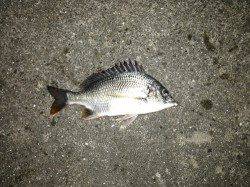 舞洲　チニングでチヌ・キビレ・ガシラの釣果