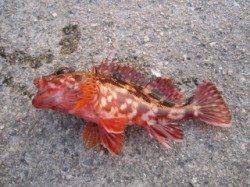 大蔵海岸　夕方の探り釣りでガシラ4匹　ケンサキはアタリ無し