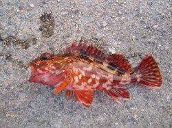 大蔵海岸　夕方の探り釣りでガシラ4匹　ケンサキはアタリ無し