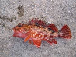 大蔵海岸　夕方の探り釣りでガシラ4匹　ケン…