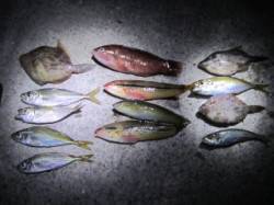大蔵海岸　胴突きでアジ・ベラなど魚種多彩に…