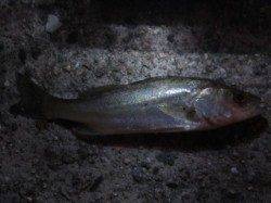 西宮浜　ウキ釣りでセイゴ＆キビレ　夕方6時〜9時までの釣果