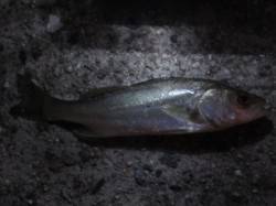 西宮浜　ウキ釣りでセイゴ＆キビレ　夕方6時…