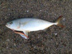 岸和田エリア、バイブレーションでツバスＨｉｔ！