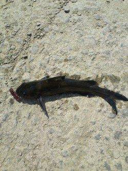 南芦屋浜での穴釣り釣果