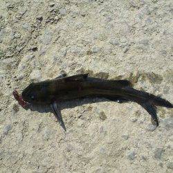 南芦屋浜での穴釣り釣果