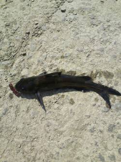 南芦屋浜での穴釣り釣果