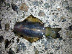 岸和田　ウキ釣りでアコウ狙いもチヌ＆アオリ新子