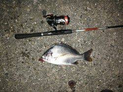 舞洲でのチニングでキビレの釣果