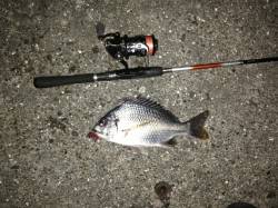 舞洲でのチニングでキビレの釣果