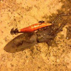 小島エギング、ヒットエギは2号と2.5号♪