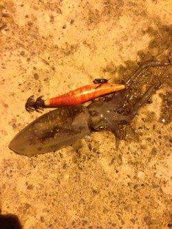 小島エギング、ヒットエギは2号と2.5号♪