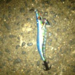 佐野漁港で早朝エギング、墨族アイスイワシにＨｉｔ！