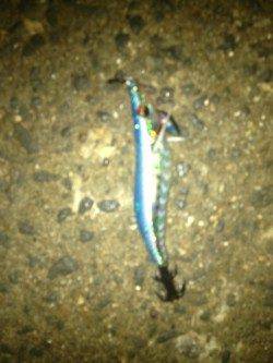 佐野漁港で早朝エギング、墨族アイスイワシにＨｉｔ！