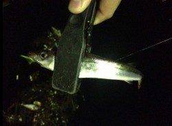 濱ノ瀬エリアでアジング、リトリーブに高反応