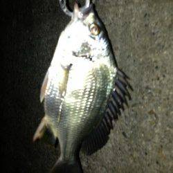 舞洲でチニング、キビレの数釣り