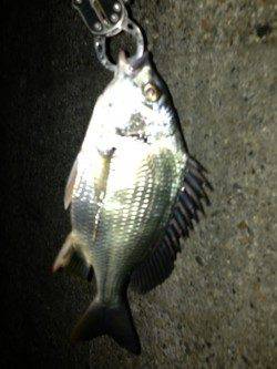 舞洲でチニング、キビレの数釣り