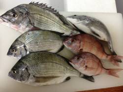 宇久　チニング＆ショアジギでチヌ5枚＆チャ…