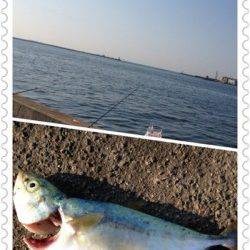 兵庫突堤　サビキは豆アジ快調　ジグでツバスも