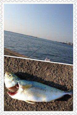 兵庫突堤　サビキは豆アジ快調　ジグでツバスも