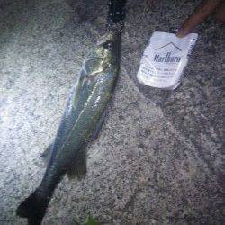 犬見～本郷　メタルジグのただ巻きでシーバス〜40cm5匹！