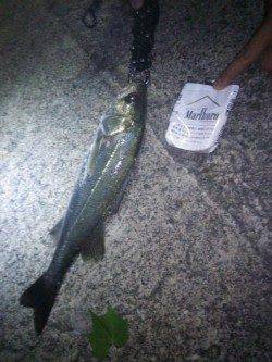 犬見～本郷　メタルジグのただ巻きでシーバス〜40cm5匹！