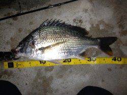 舞洲でのチニング、納得サイズが釣れました