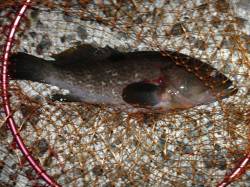 岸和田エリア、本命のアコウをウキ釣りでＧＥ…