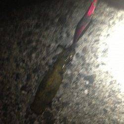 岸和田方面で初エギングに挑戦！連続で2杯GET！