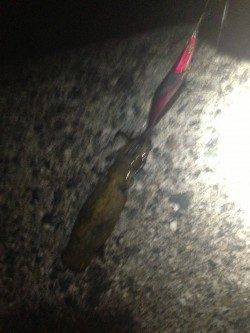 岸和田方面で初エギングに挑戦！連続で2杯GET！