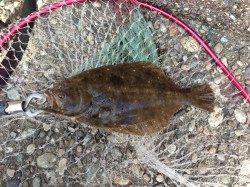 香住西港　ショアジギングのランガンでヒラメ35cmオーバー2枚！