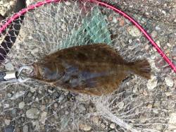 香住西港　ショアジギングのランガンでヒラメ…