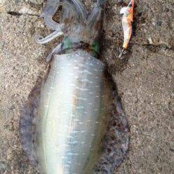 加太漁港　夕方のエギングでアオリイカ1kg＆800g!