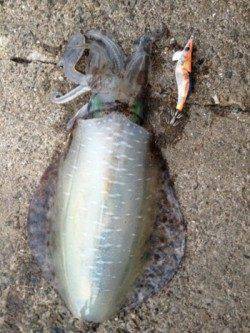 加太漁港　夕方のエギングでアオリイカ1kg＆800g!