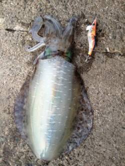 加太漁港　夕方のエギングでアオリイカ1kg…