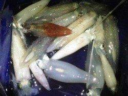 大蔵海岸でエギング、潮が流れ出す頃ケンサキも回遊してきました