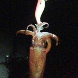 大蔵海岸でエギング、潮が流れ出す頃ケンサキも回遊してきました