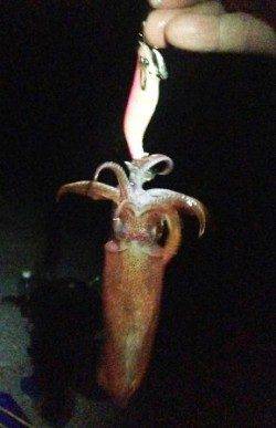 大蔵海岸でエギング、潮が流れ出す頃ケンサキも回遊してきました