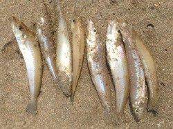 海水浴ついでにちょい投げ　気持ち良い当たり！