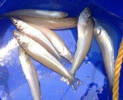 海水浴ついでにちょい投げ　気持ち良い当たり！