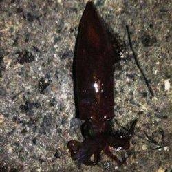 エギングでケンサキ狙い　in 舞子