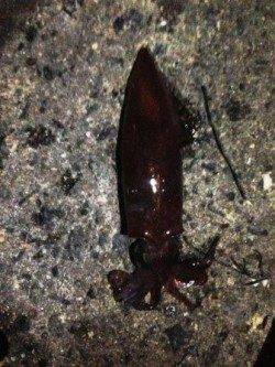 エギングでケンサキ狙い　in 舞子