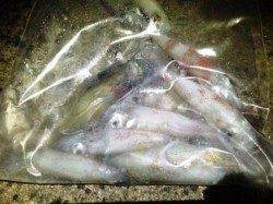 エギングでケンサキ狙い　in 舞子