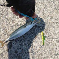 神戸港8防　ルアーでサバ12匹＆ツバス・アジ