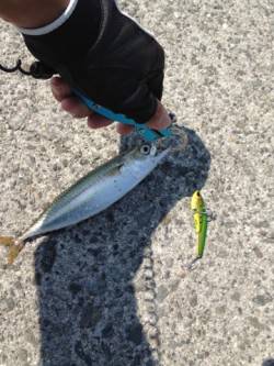 神戸港8防　ルアーでサバ12匹＆ツバス・ア…