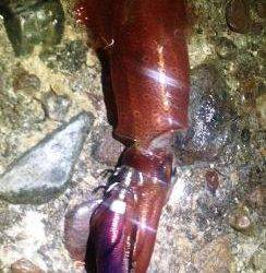 明石港、エギングでケンサキＧＥＴ！