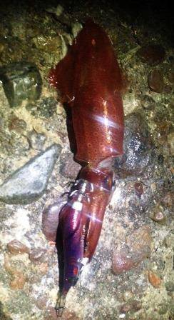 明石港、エギングでケンサキＧＥＴ！